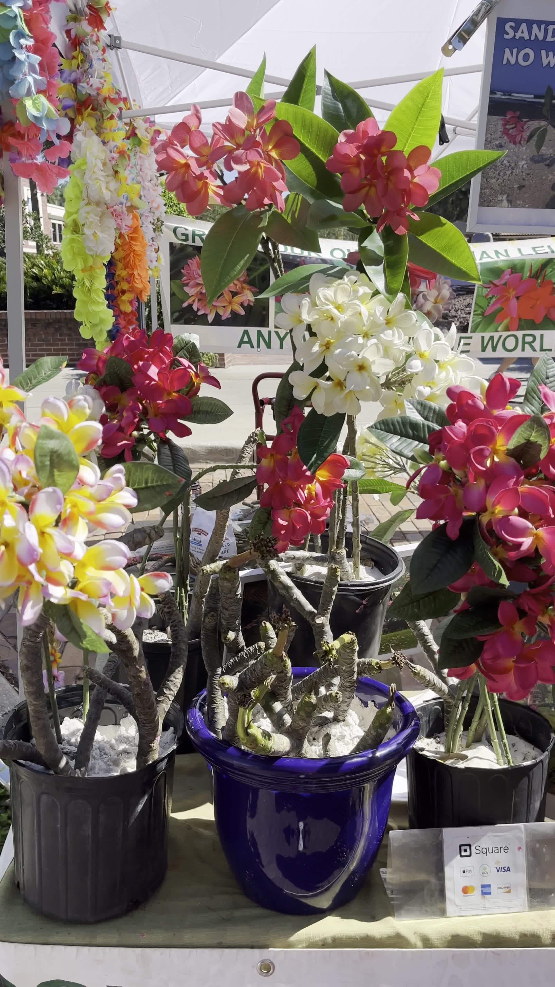 Spring Fever in the garden