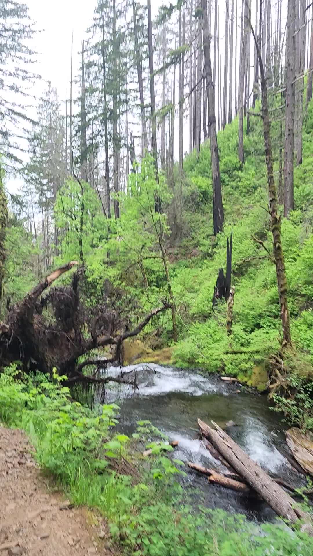 Multnomah Falls Lodge