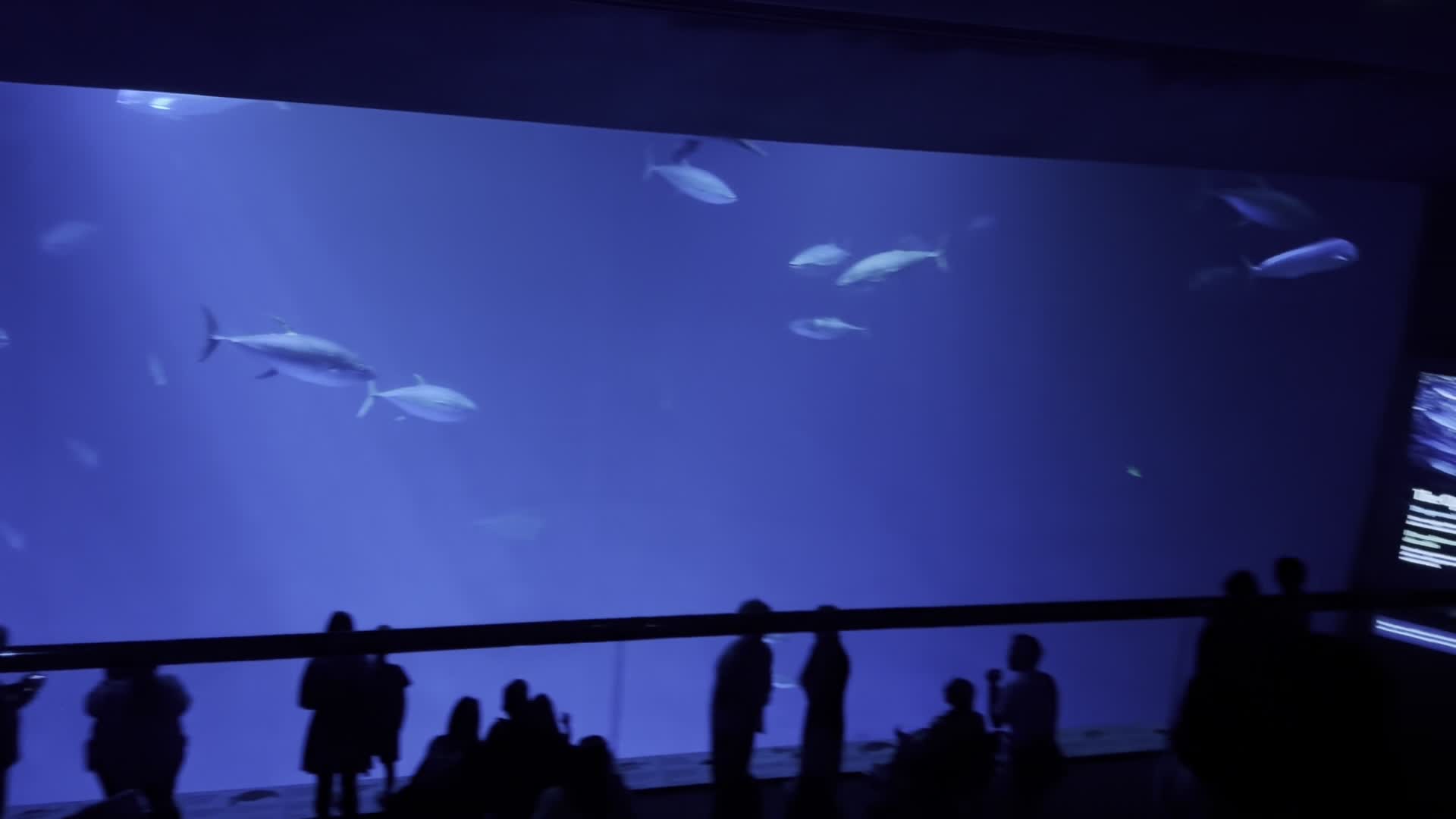 Video review of Austino's Patisserie