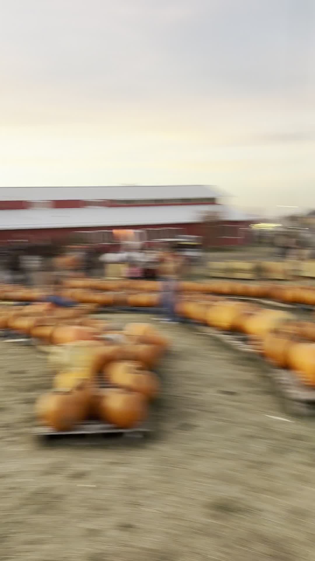 Richardson "World's Largest" Corn Maze