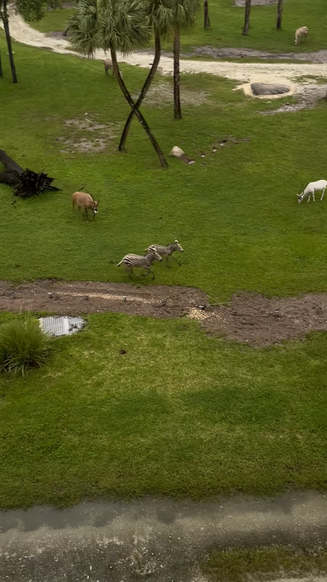 Disney's Animal Kingdom