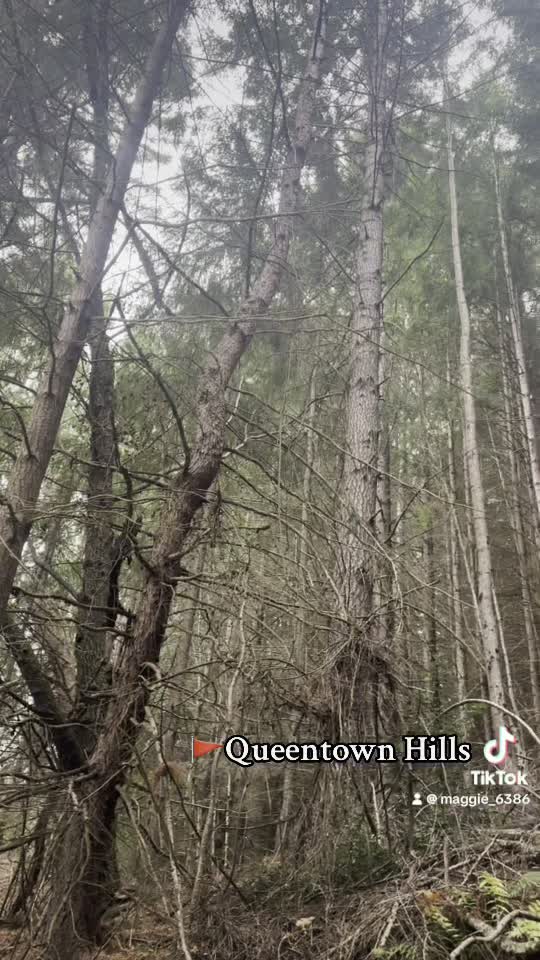 Queenstown Hill Scenic Walk