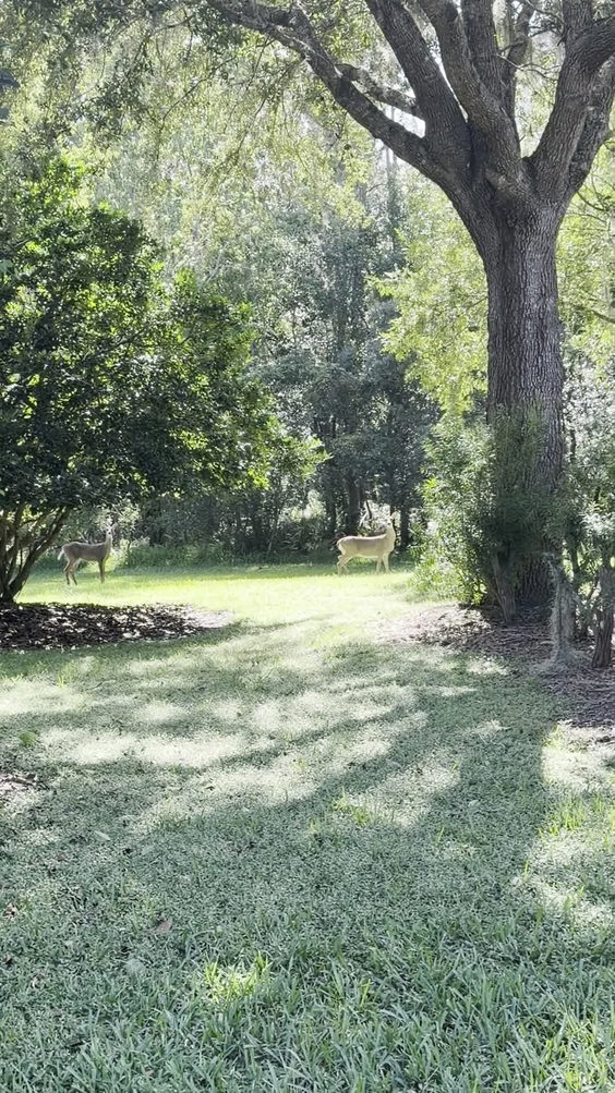 Out Back
