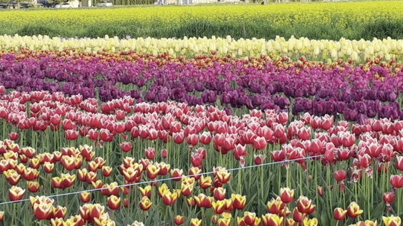 Lakeland Flowers