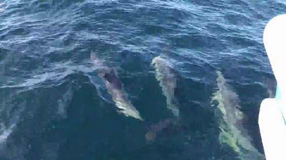 Whale Watch West Cork