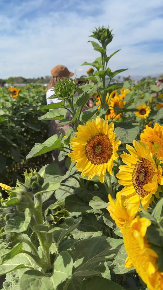 Gilcrease Orchard