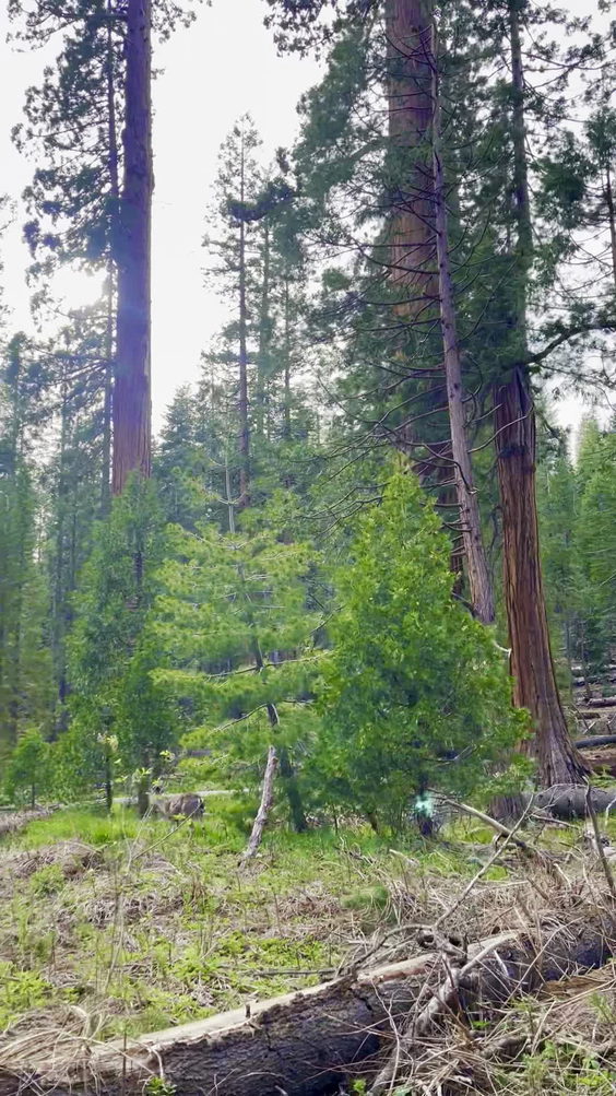 Mariposa Grove of Giant Sequoias