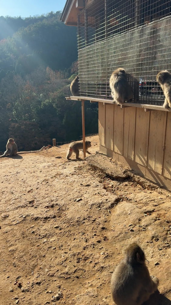 嵐山モンキーパーク いわたやま (Monkey Park Iwatayama)
