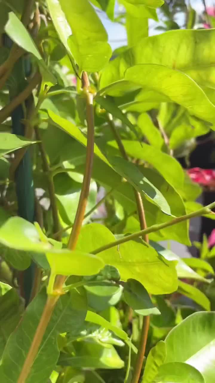 Coach's Bar & Grill - 135th