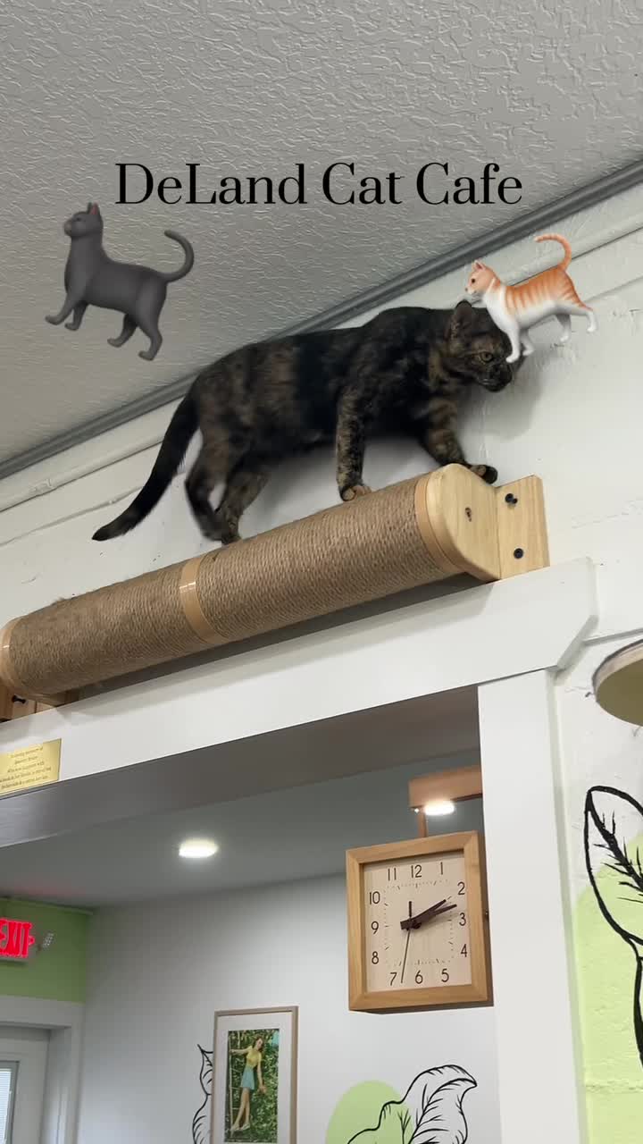 Deland Cat Cafe