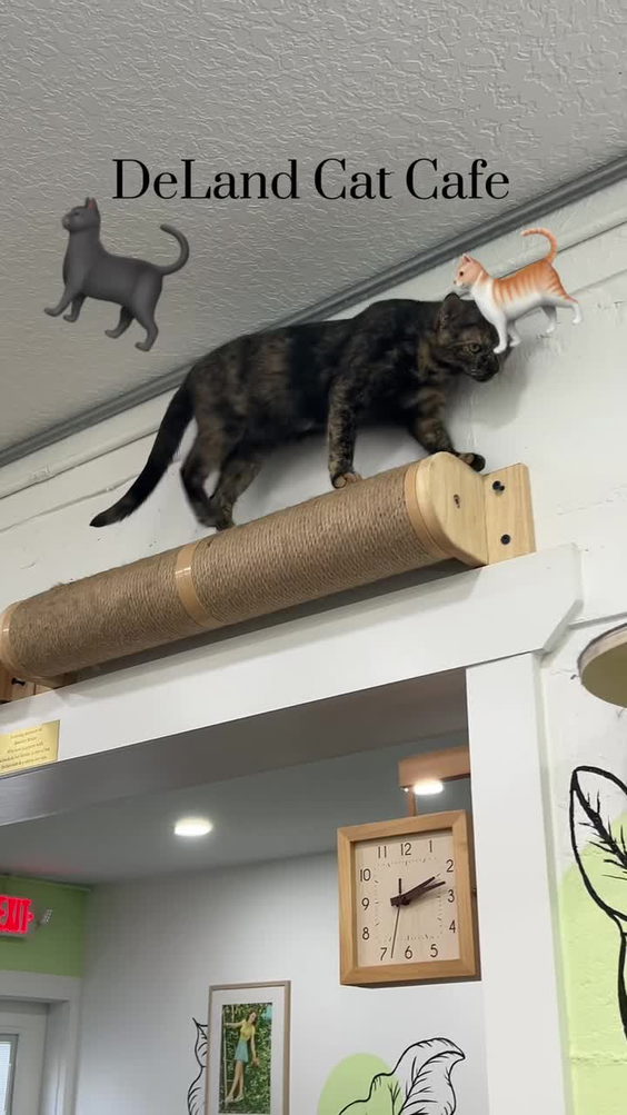 Deland Cat Cafe