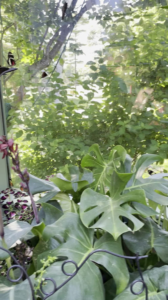 Butterfly House