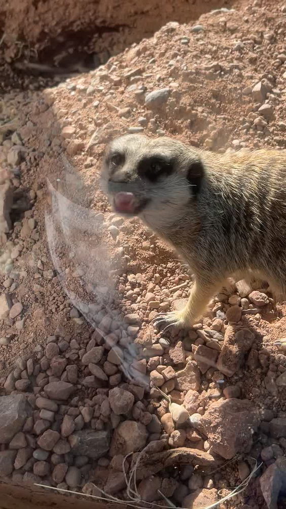 Phoenix Zoo