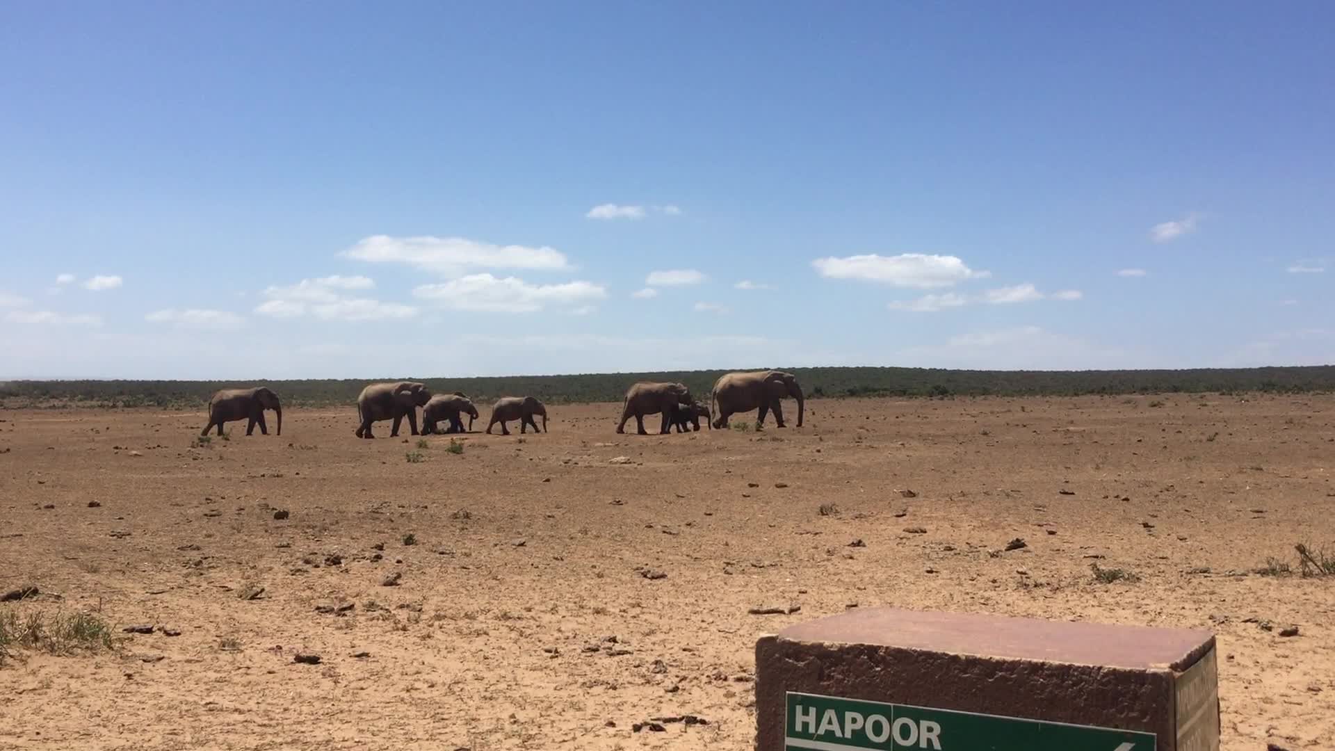 Addo Elephant National Park