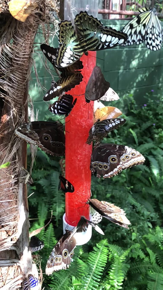 Butterfly Wonderland