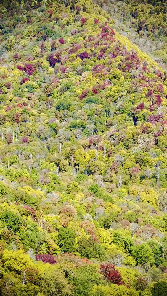 The Great Smoky Mountains