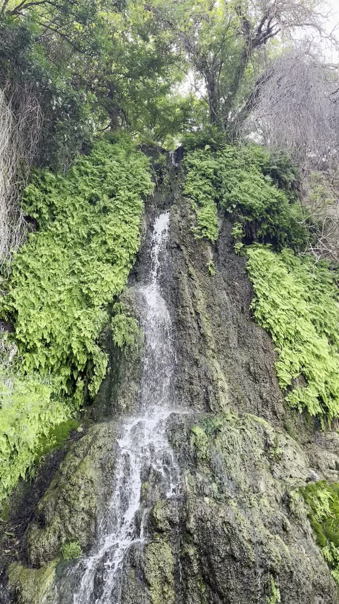 Japanese Tea Gardens