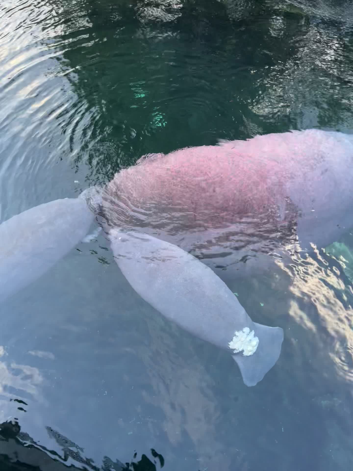 Manatee Rehabilitation