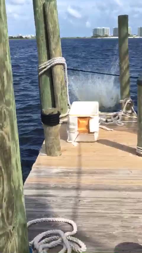 Video review of Tacky Jacks