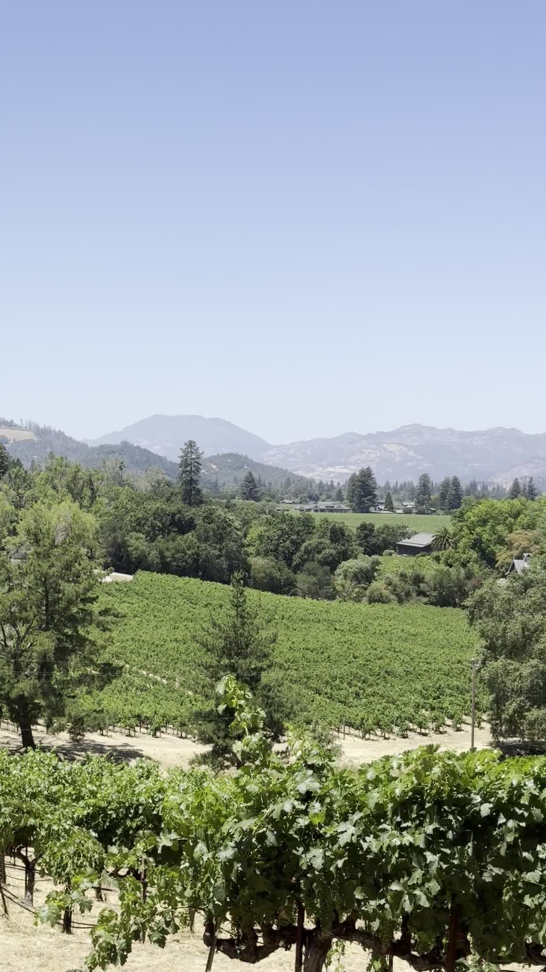 Cathiard Vineyard