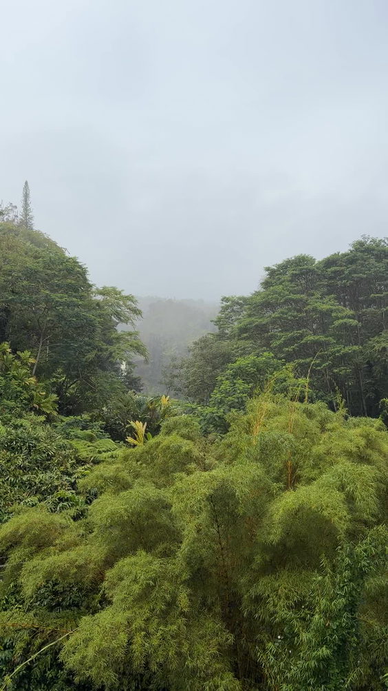 Akaka Falls State Park