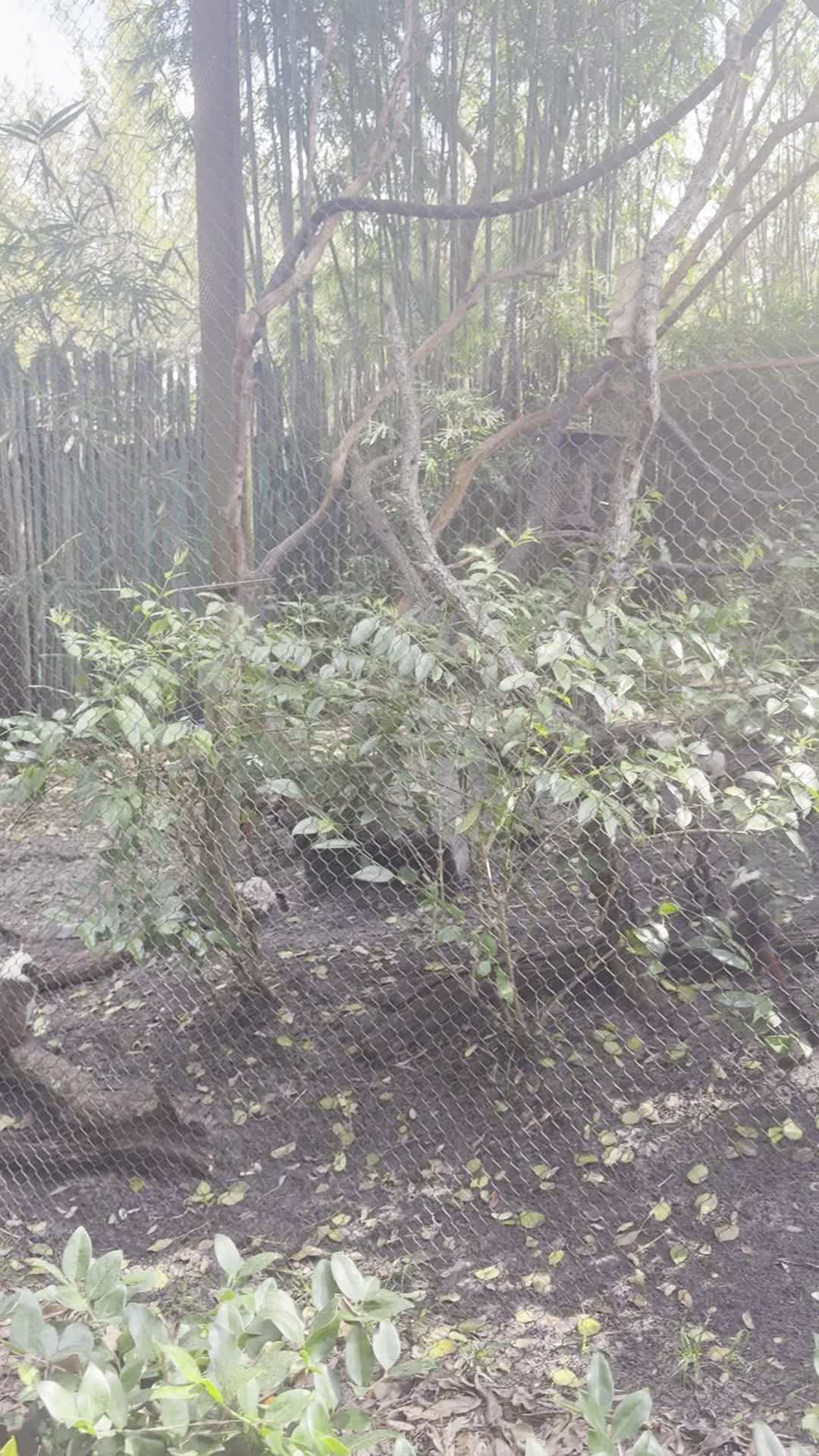 Disney's Animal Kingdom