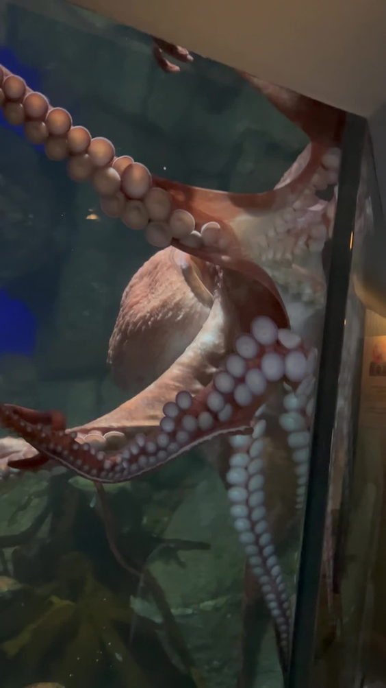 Aquarium Cafe