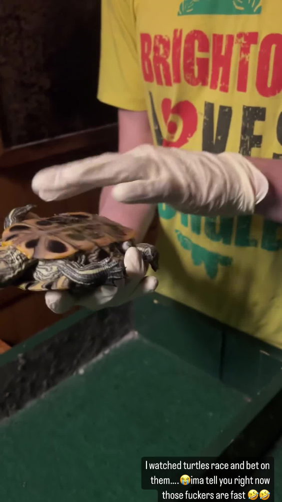 Turtles all the way down
