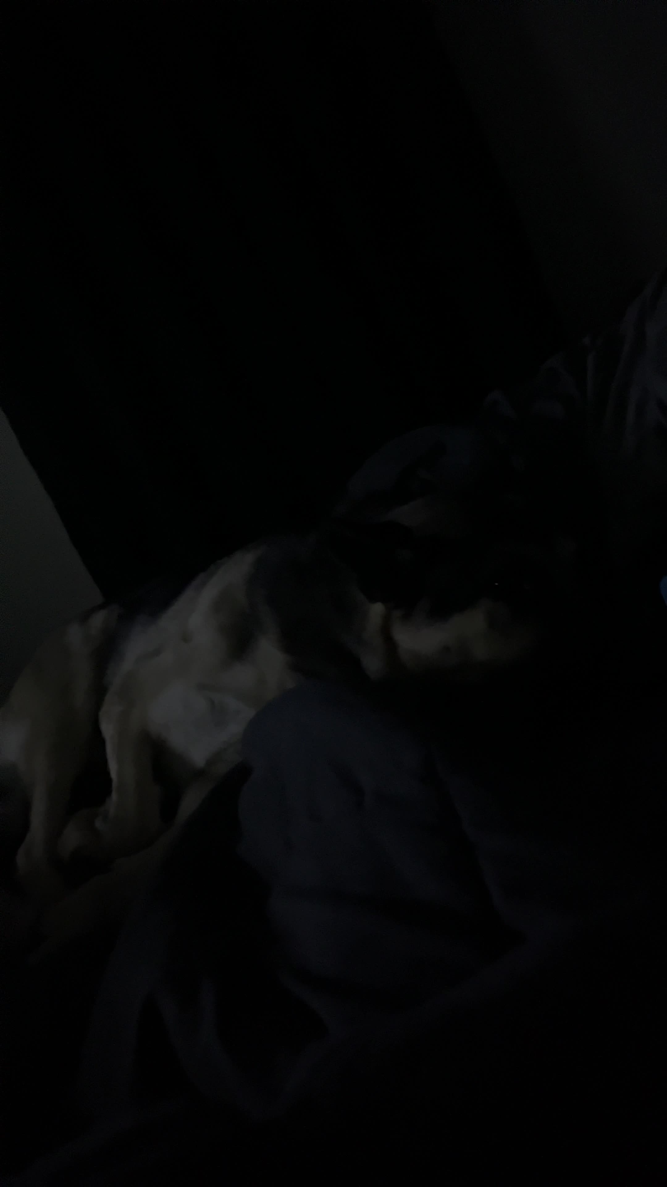 Dat Dog