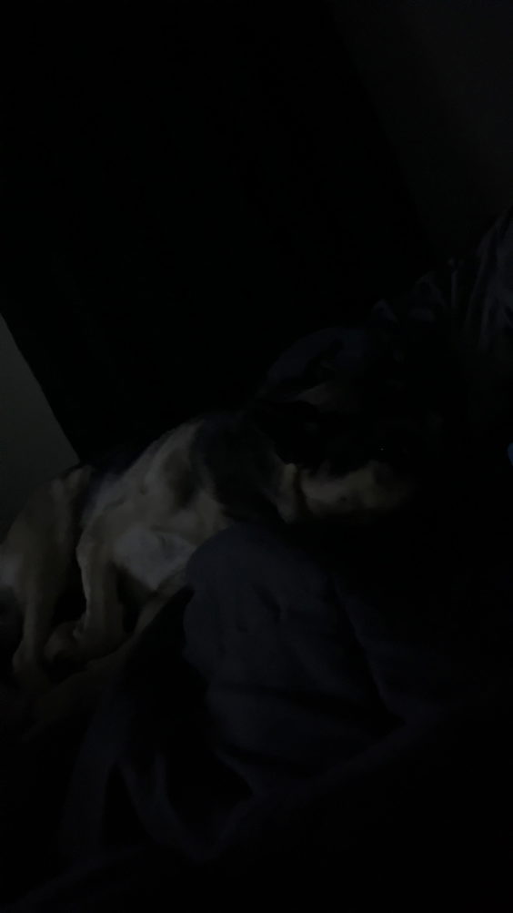 Dat Dog