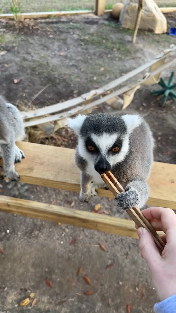 Video review of Alabama Gulf Coast Zoo