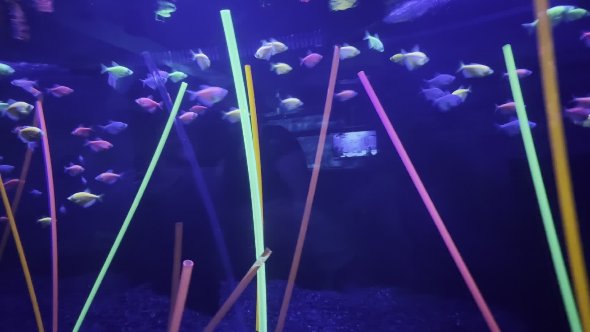 Video review of Clearwater Marine Aquarium