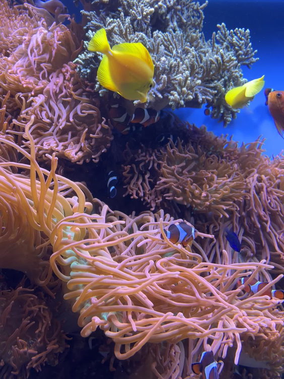 Monterey Bay Aquarium