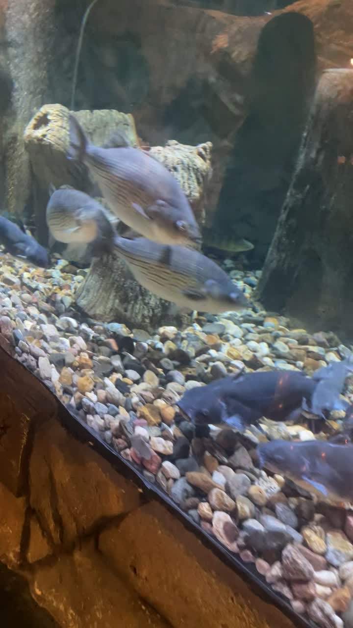 Blue Zoo Aquarium Des Moines