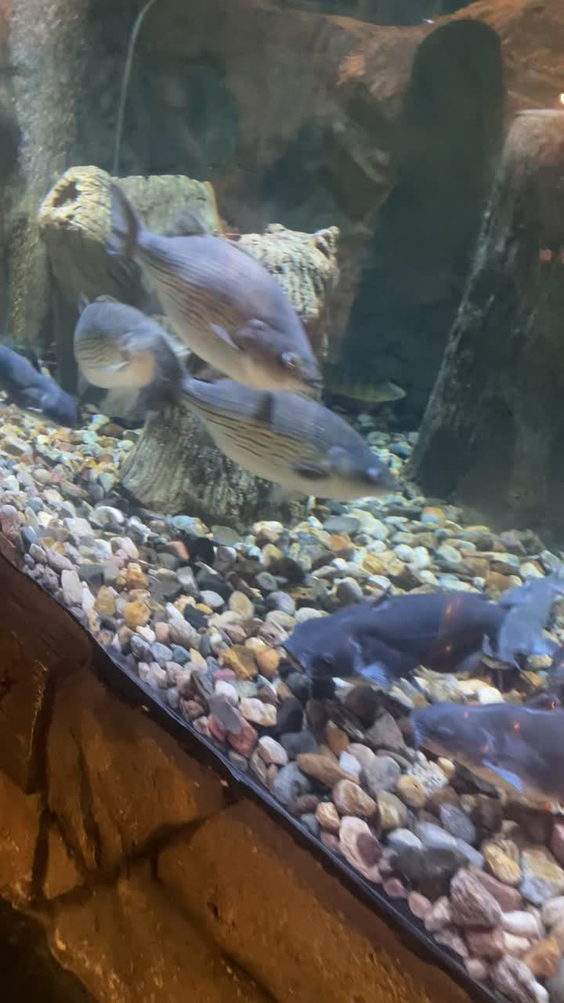Blue Zoo Aquarium Des Moines