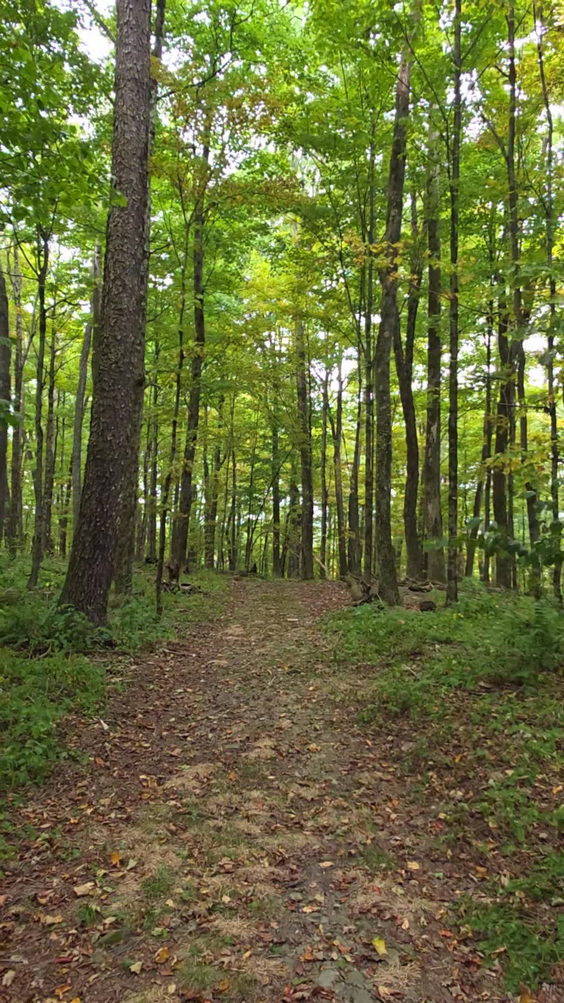 Pettus Hill Preserve