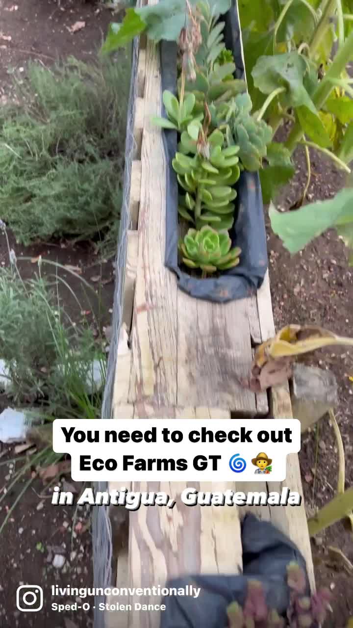 Eco Farms GT