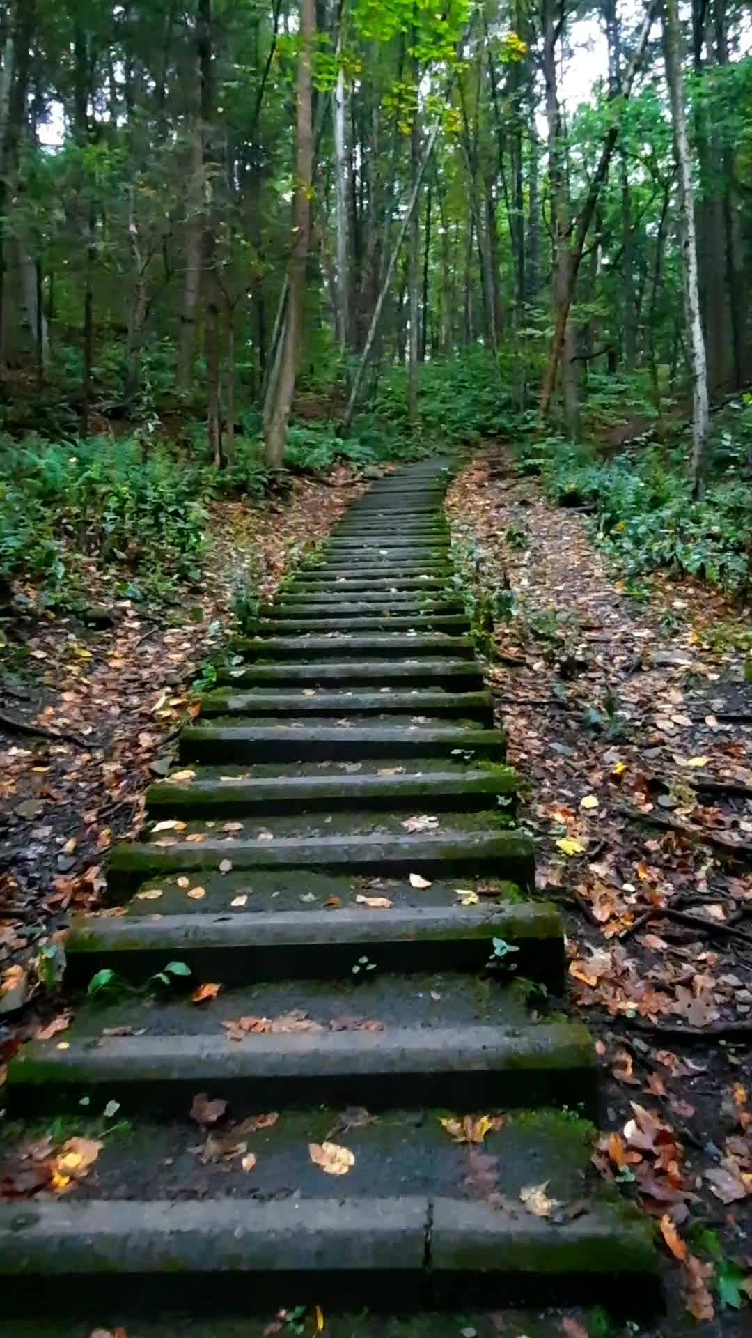 Robert H Treman State Park