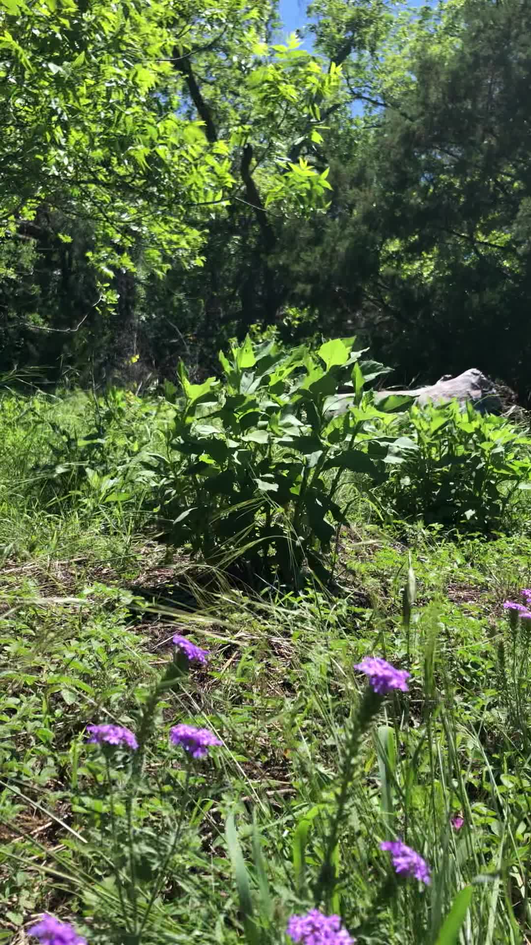 Colorado Bend State Park