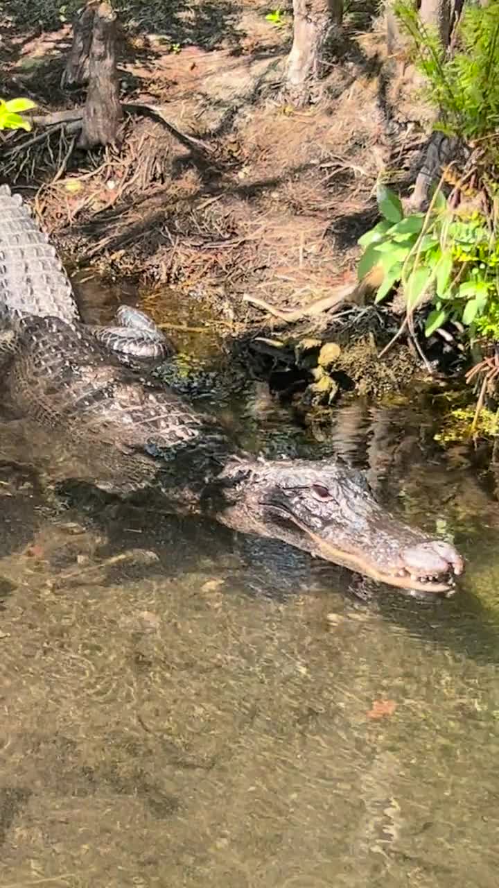 City Moment · Orlando