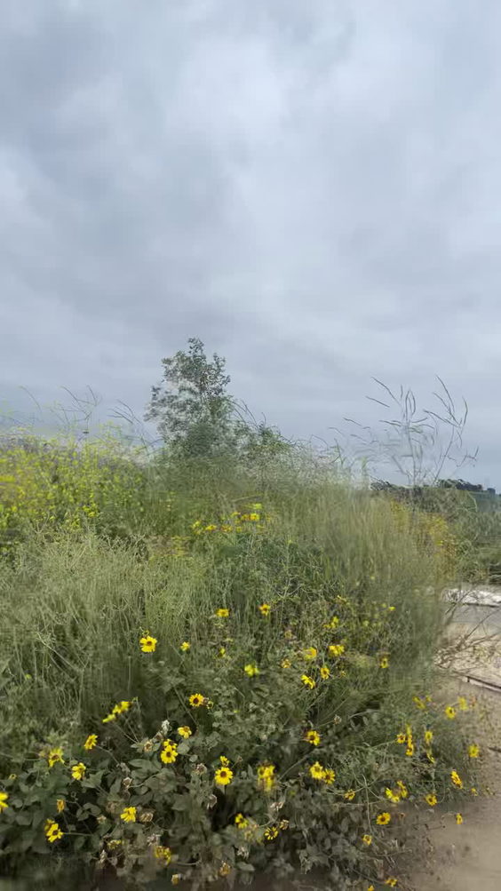 Culver City Stairs