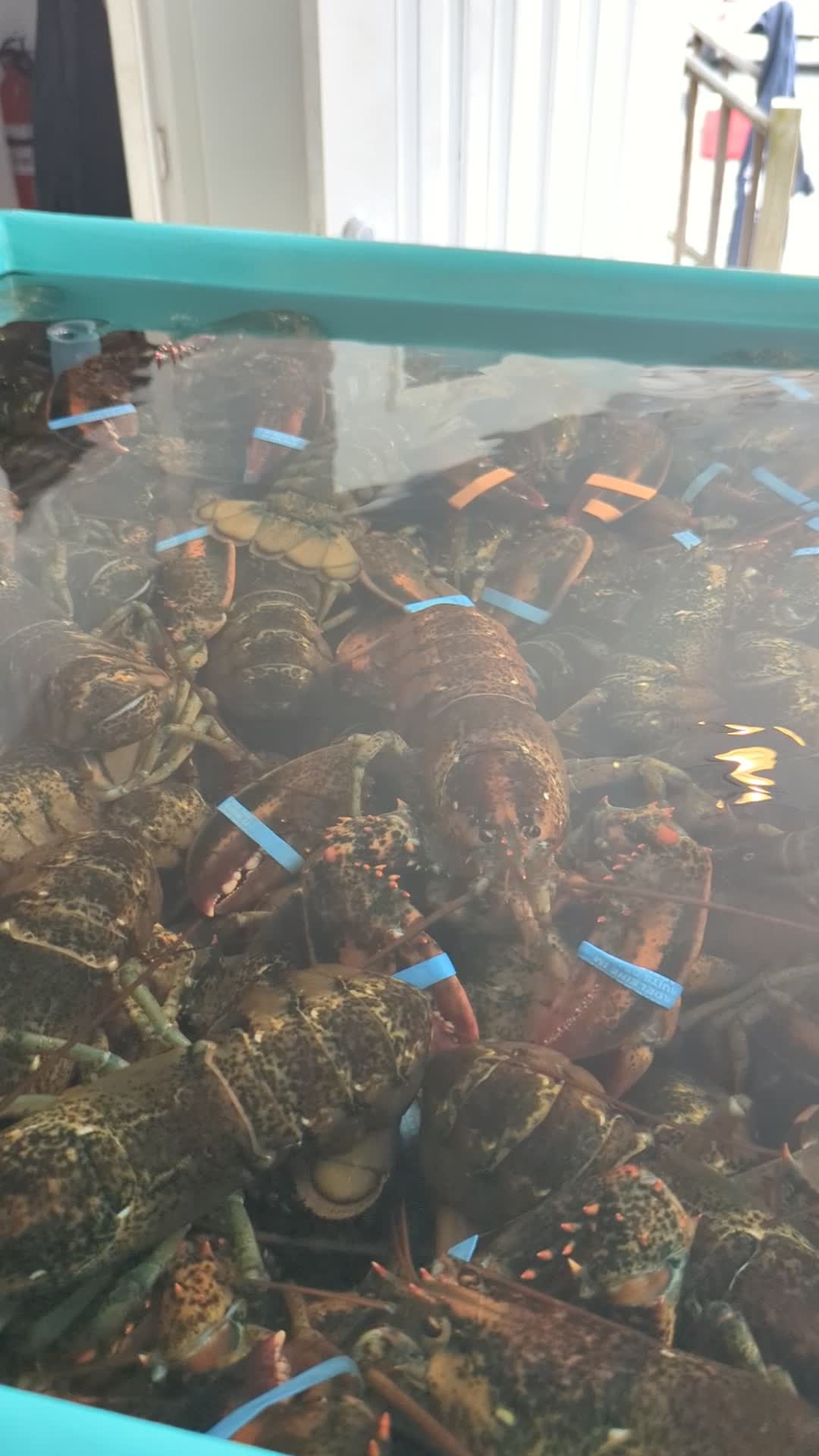 Dorr lobster seafood market 