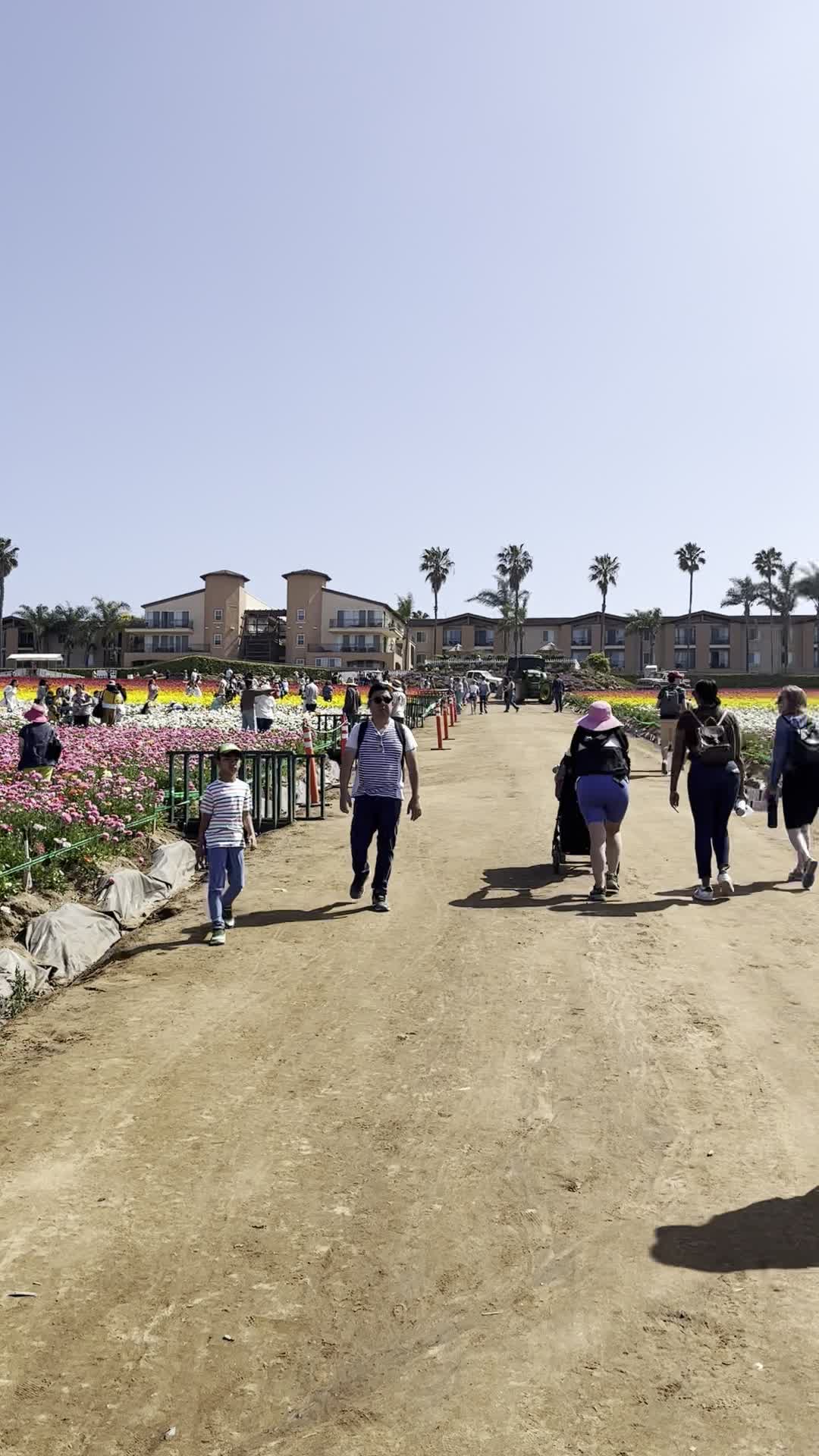 The Flower Fields