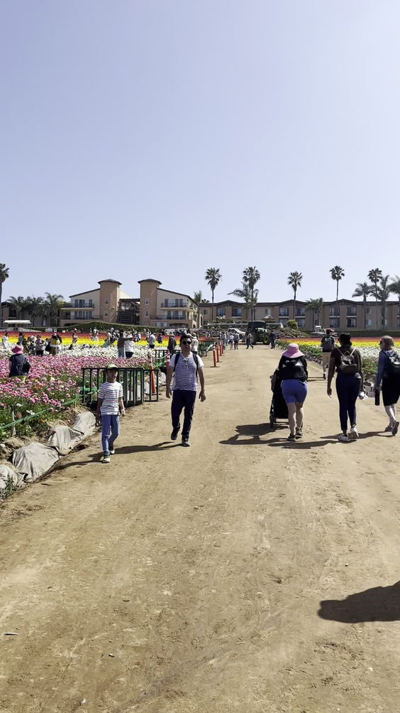 The Flower Fields