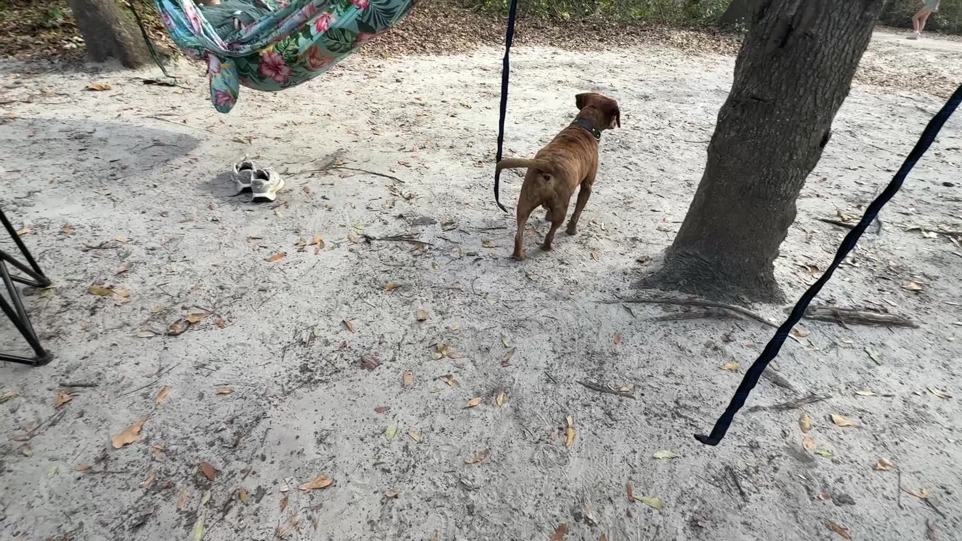Fort DeSoto Nature Trail