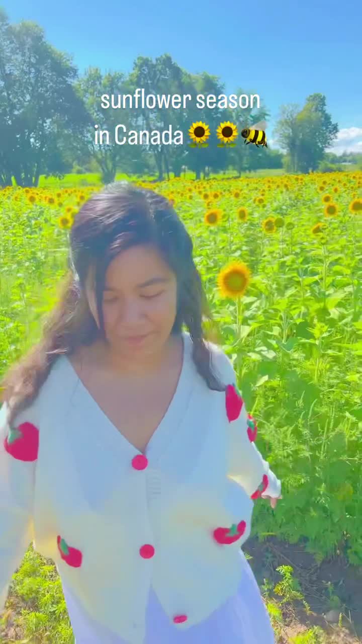 Sunrise sunflower farm