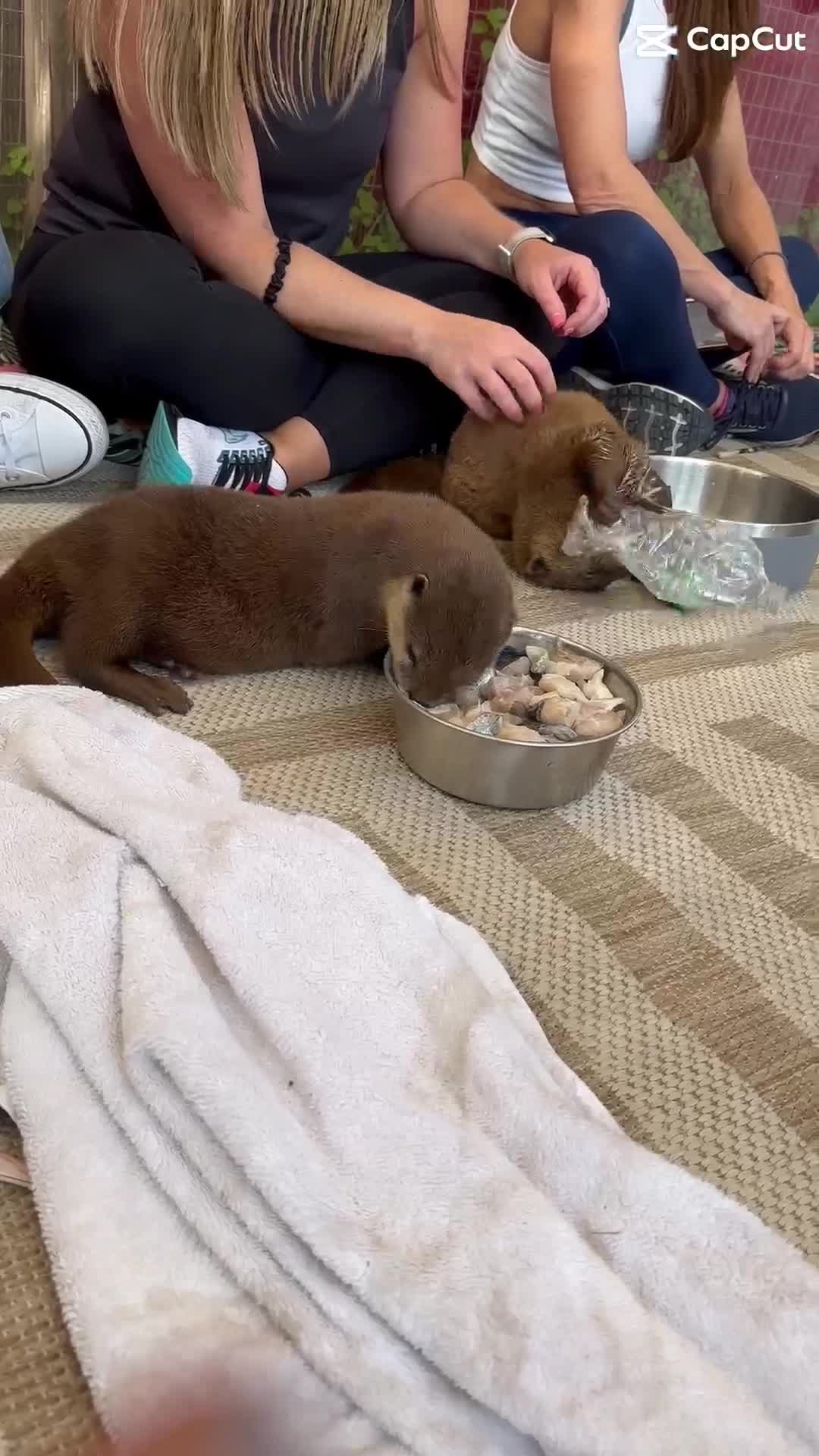 Animal EDventure Park