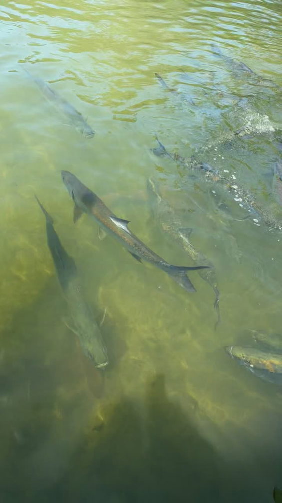 Specialized Angler