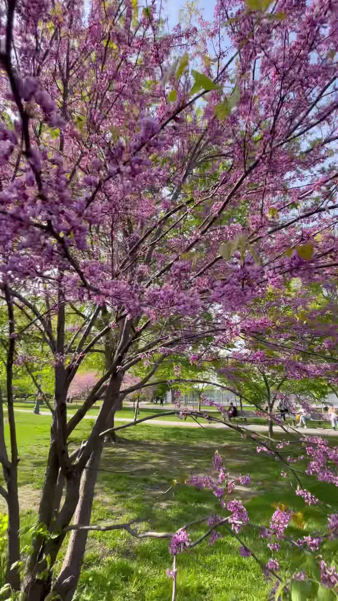 Trinity Bellwoods Park