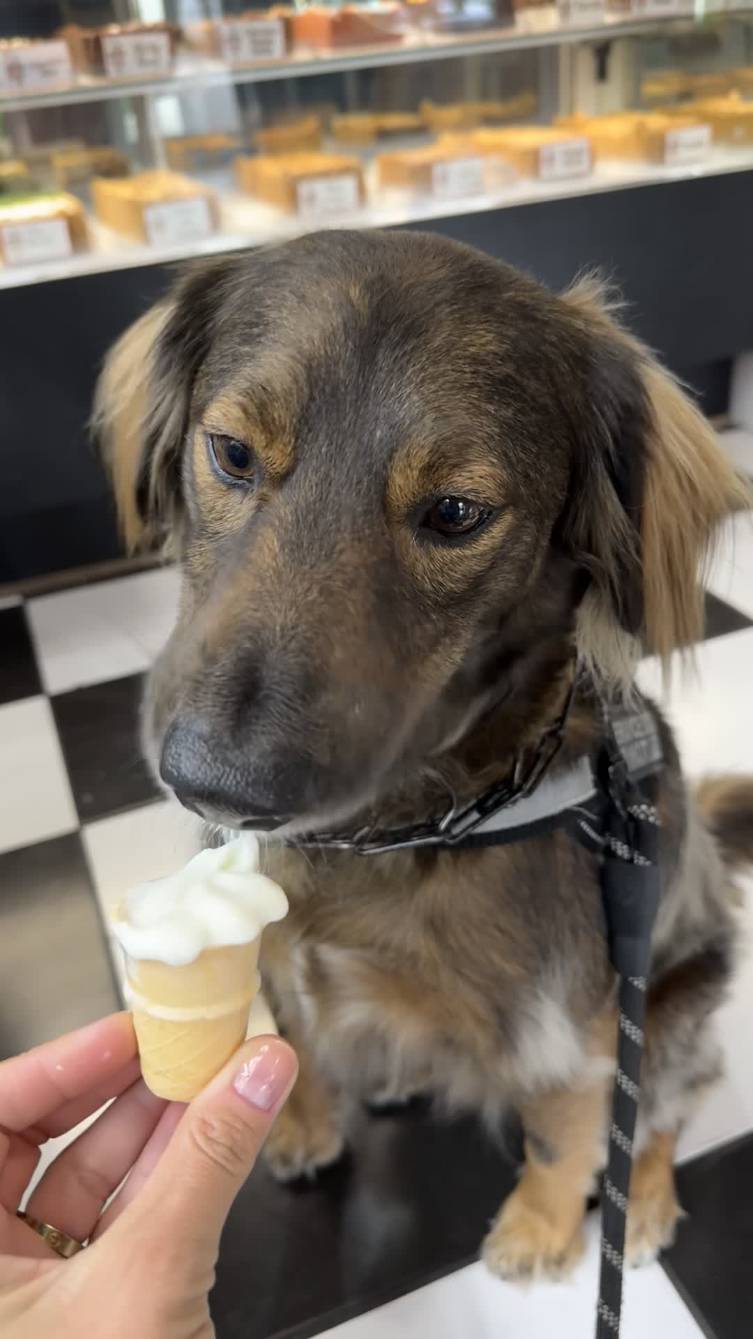 Hellas Greek Restaurant